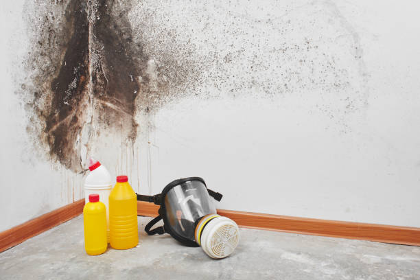 Best Emergency Mold Removal  in Kountze, TX