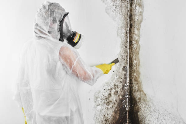 Best Mold Removal Near Me  in Kountze, TX