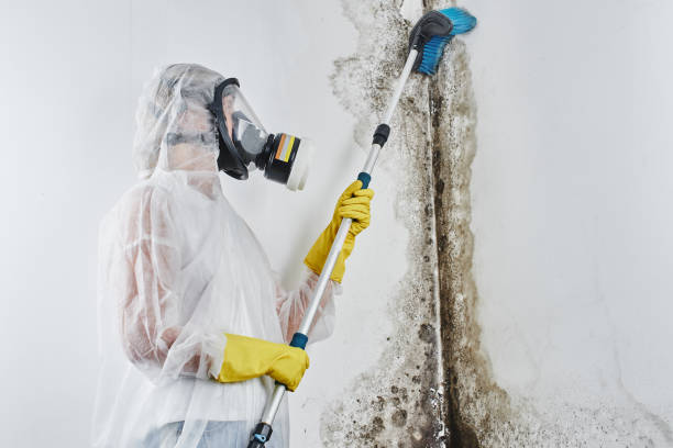 Best Mold Cleaning Services  in Kountze, TX