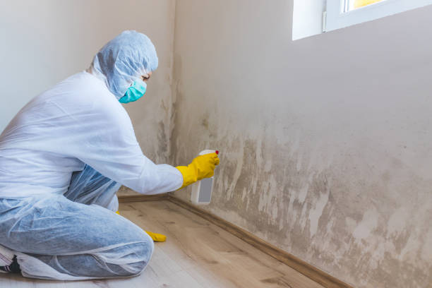 Best Black Mold Removal  in Kountze, TX