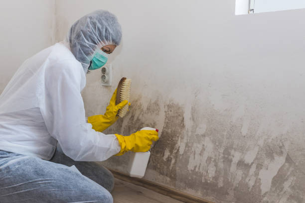 Best Best Mold Removal Companies  in Kountze, TX