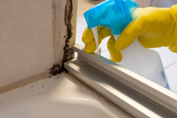 Professional Mold Removal in Kountze, TX