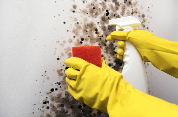 Best Emergency Mold Removal  in Kountze, TX