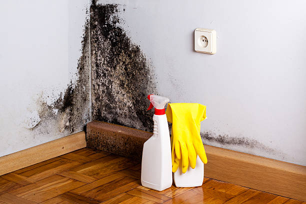 Best Black Mold Removal  in Kountze, TX